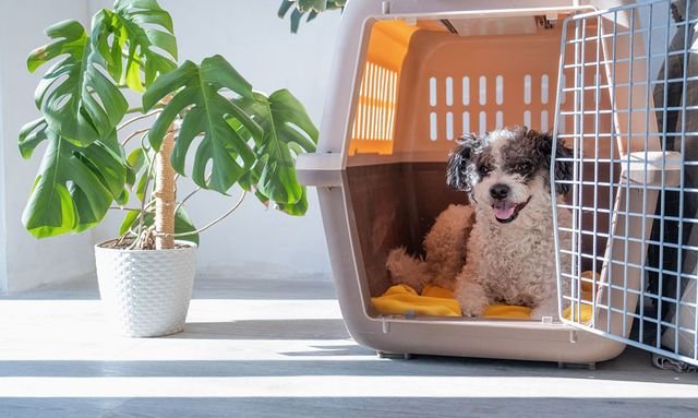 cute dog lying in pet bed in cozy light living room interior